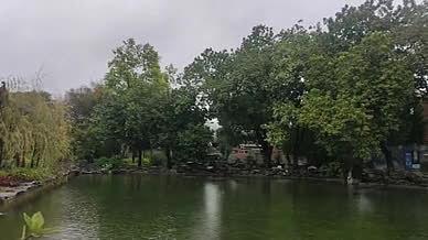 园林拍摄湖水雨天实拍视频的预览图